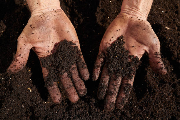 istock Farmer man hands dirty on substratum 1340870904