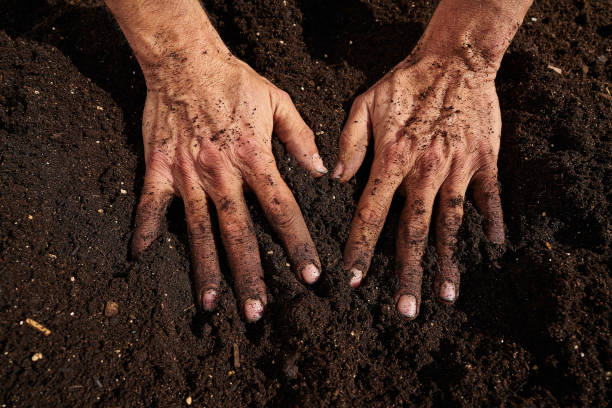 istock Farmer man hands dirty on substratum 1340870914