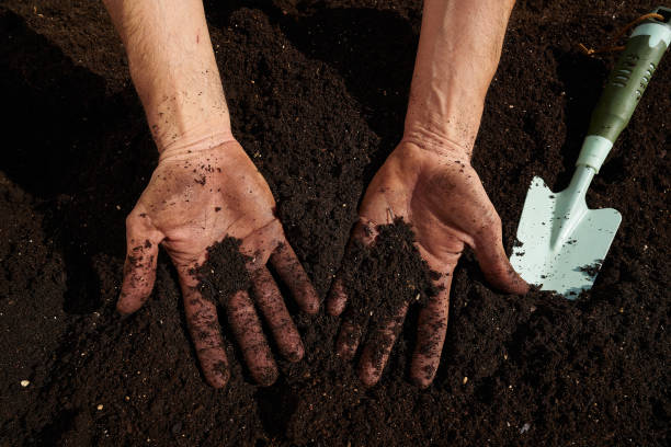 istock Farmer man hands dirty on substratum 1340870964