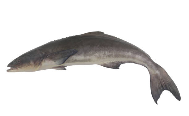 istock Big cobia fish or lemonfish isolated on white background 1340872616