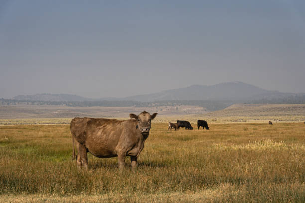 istock Curious Cow in Looming Wildfire Smoke 1340874247