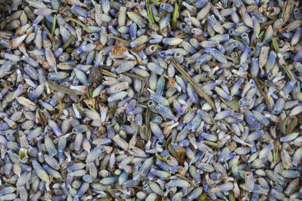 istock Dry or dried lavender flowers background texture 1340874747