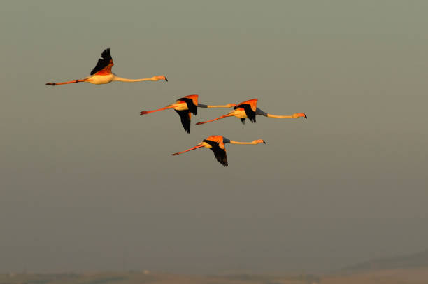 фламинго - национальный парк доньяна - jara стоковые фото и изображения