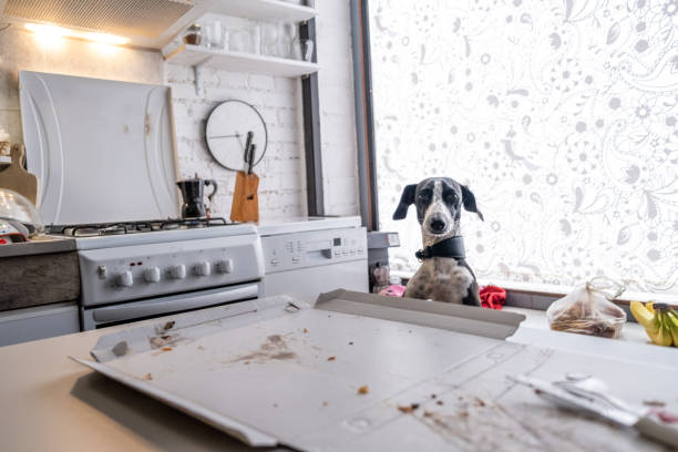 istock Cute dog sneaking up for pizza leftover at the kitchen counter 1340875754