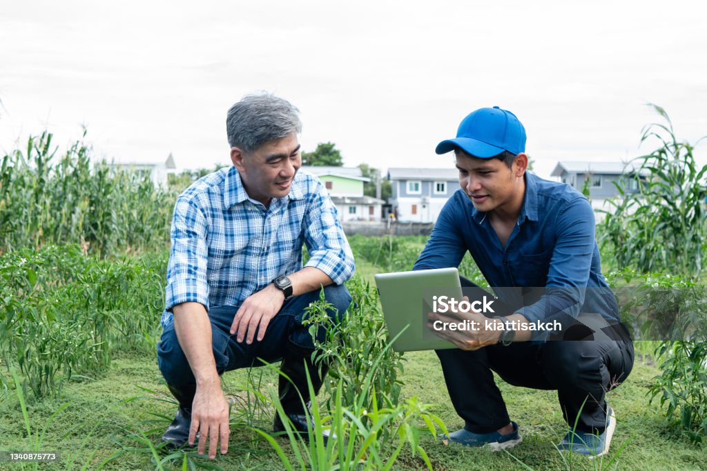 Asia people use Artificial intelligence and augmented reality in farm to help grow systems Gardening Stock Photo