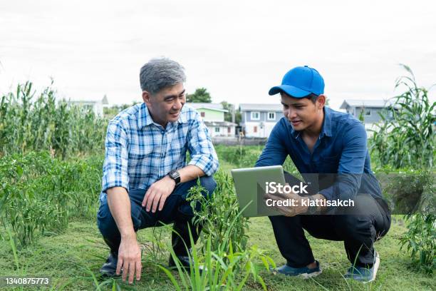 Asia People Use Artificial Intelligence And Augmented Reality In Farm To Help Grow Systems Stock Photo - Download Image Now