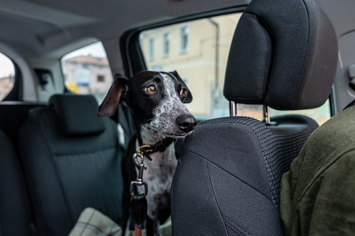 Dog portrait driving in the Car back seat