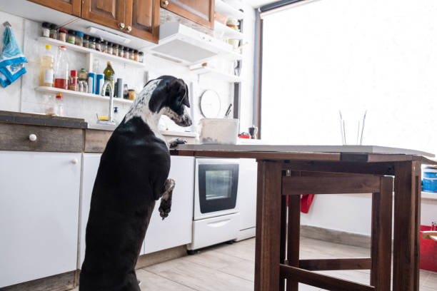 istock Italian Greyhound looking for dog food on a kitchen table 1340877403