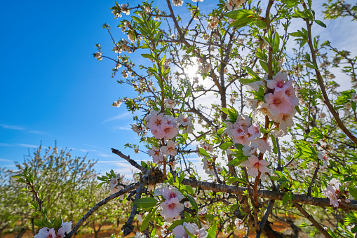 Almond trees bloom in Mediterranean Spain