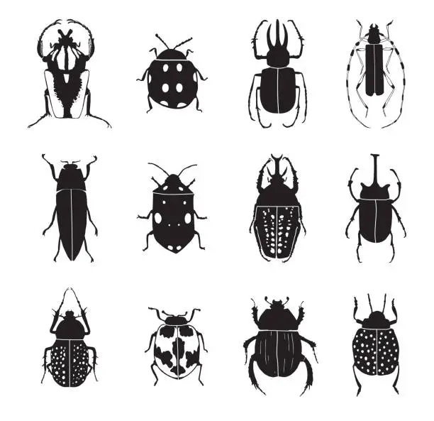 Vector illustration of Vector illustration. Drawing of bugs.