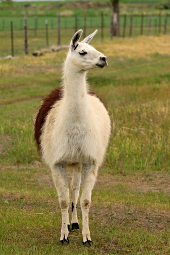 Portrait of adult black-white Alpaca on the green background