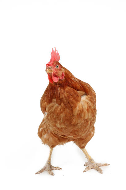 istock brown poultry isolated on white background 1340879843