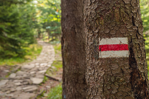 Mountain trail direction sign on tree trunk, selective focus. Karkonosze National Park, Poland. Empty hiking road. Beautiful mountain trail in pine forest.