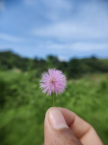 istock Flower in the hand 1340882093