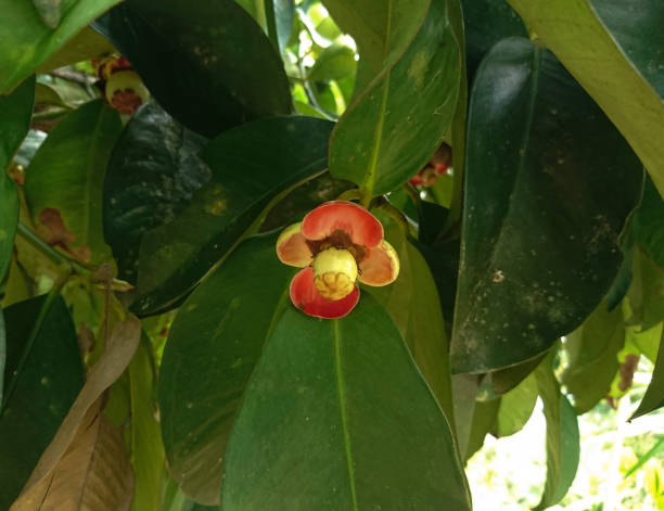 istock mangosteen pistil 1340882919