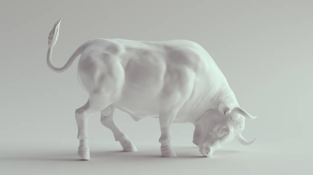 taureau musclé en porcelaine blanche - bull photos et images de collection