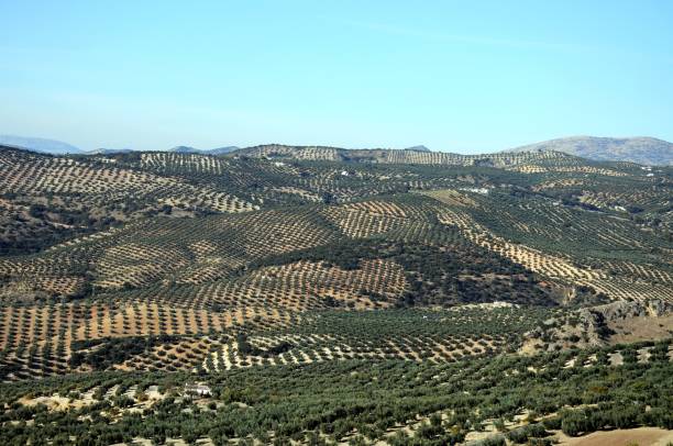 istock Spanish olive groves in the mountains. 1340883214