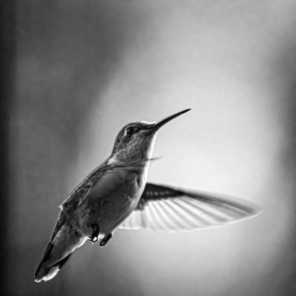 istock Portrait of a hummingbird hovering in BW 1340884474