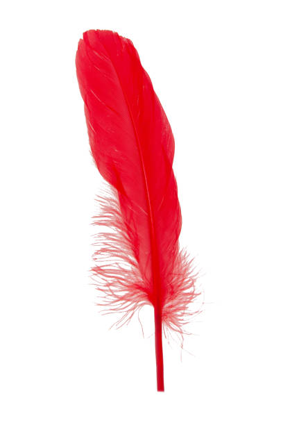 istock Elegant red feather isolated on the white background 1340884501