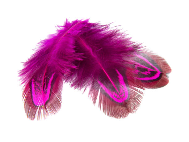 istock Elegant pink pheasant feather isolated on the white background 1340884568