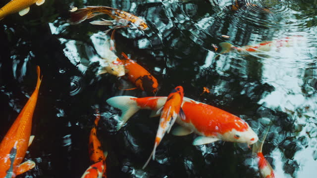 Koi fish/ Koi Carp swimming in the pond. Pet Love, Slow Motion.