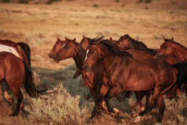 istock Montana ranch horses galloping on the range . 1340885552