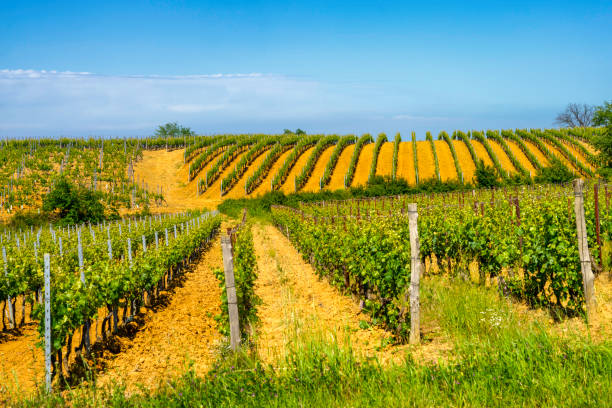 vineyards of monferrato near gavi at springtime - gavi 個照片及圖片檔