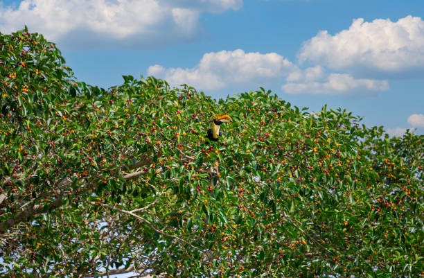 istock Great Hornbills in the jungle. 1340887108