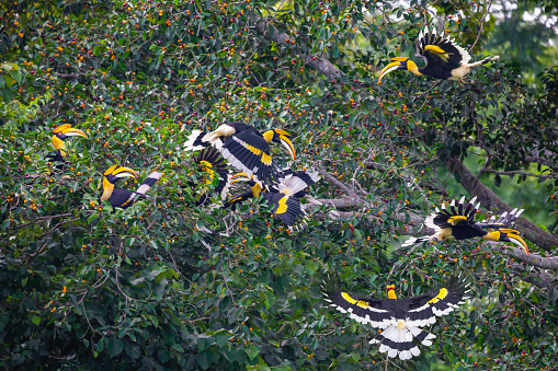 Group of Great Hornbills eating fruit in the jungle.