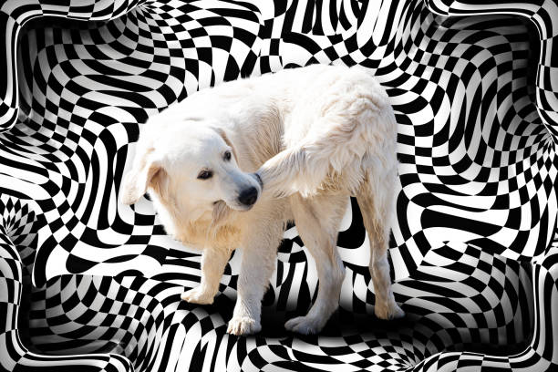 cane che si morde la coda su uno sfondo surreale - cane morde coda foto e immagini stock