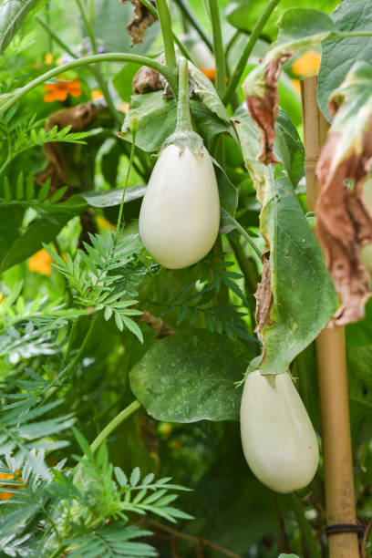 istock White eggplant growing in the garden in summer. Selective focus. 1340887344