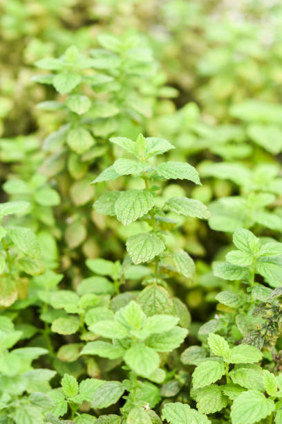 istock Mint growing in a natural organic garden. Selective focus. 1340887371