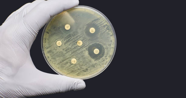 prueba de resistencia a la susceptibilidad antimicrobiana por difusión sobre fondo negro - petri dish laboratory bacterium microbiology fotografías e imágenes de stock