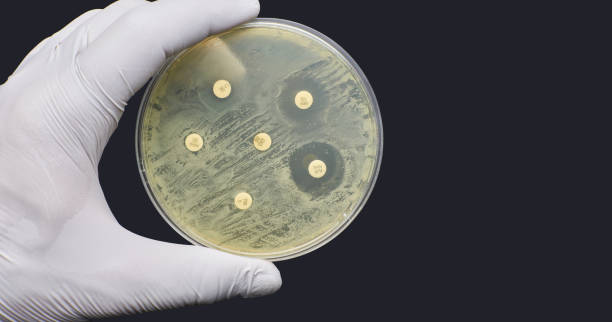 тест на устойчивость к противомикробным препаратам путем диффузии на черном фоне - bacterium petri dish laboratory science стоковые фото и изображения