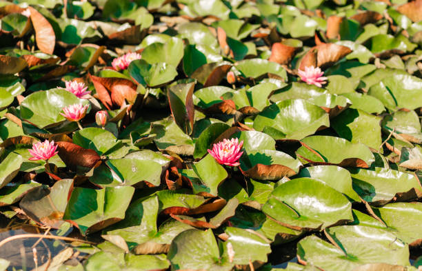 istock Pink water lilies in the pond 1340887605