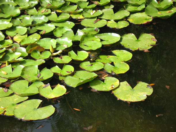 istock Green water lily leaves in a pond in a a botanical garden 1340887708