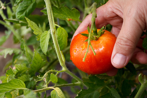 Ripe tomato being harvested.