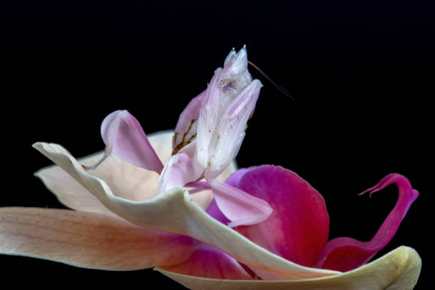Orchid Praying Mantis A close up front macro of an Orchid Mantis, sitting on an orchid flower orchid mantis stock pictures, royalty-free photos & images