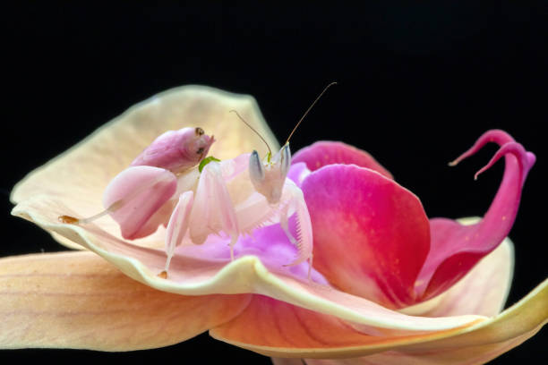 Orchid Praying Mantis A full body length, close up macro of an Orchid Mantis sitting on a flower orchid mantis stock pictures, royalty-free photos & images
