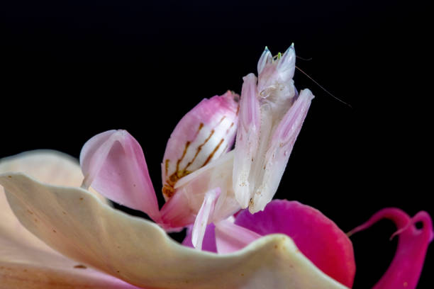 Orchid Praying Mantis A close up macro of an Orchid Mantis showing the detail in its head and neck. orchid mantis stock pictures, royalty-free photos & images