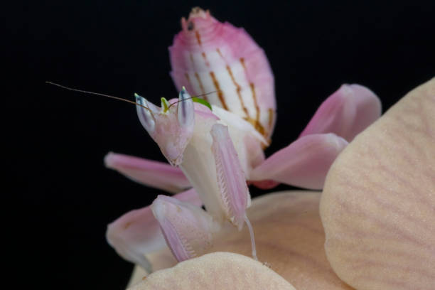 Orchid Praying Mantis A close up macro of an Orchid Mantis, looking at the camera orchid mantis stock pictures, royalty-free photos & images