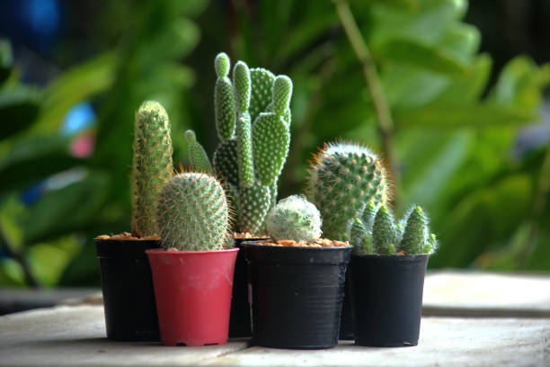 istock A variety of beautiful Cactus 1340889041