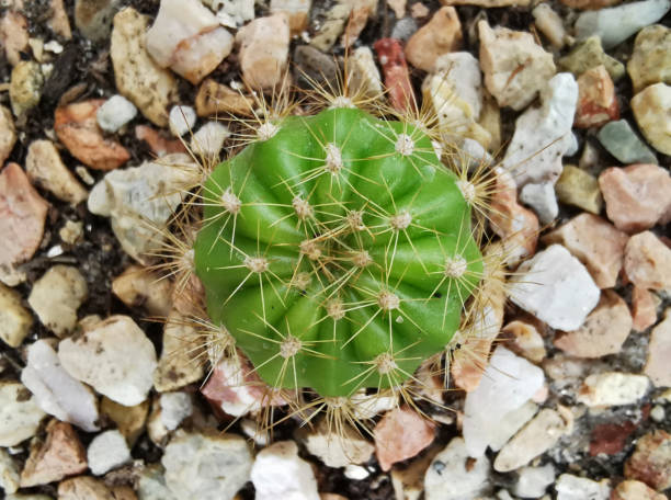 istock The small green Cactus looks cute 1340889053