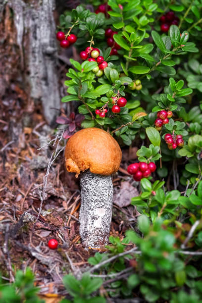 istock Boletus mushroom grows in the forest. Edible mushrooms. 1340889446