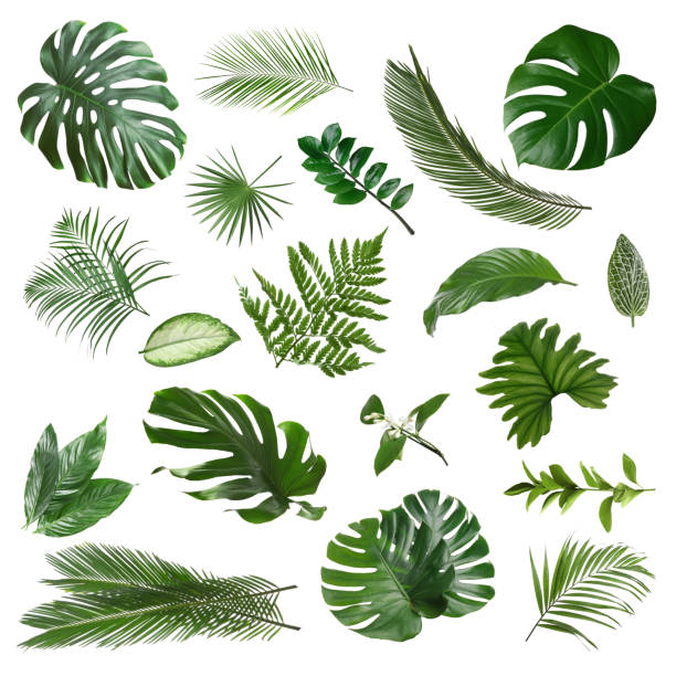 istock Set with different tropical leaves on white background 1340889504