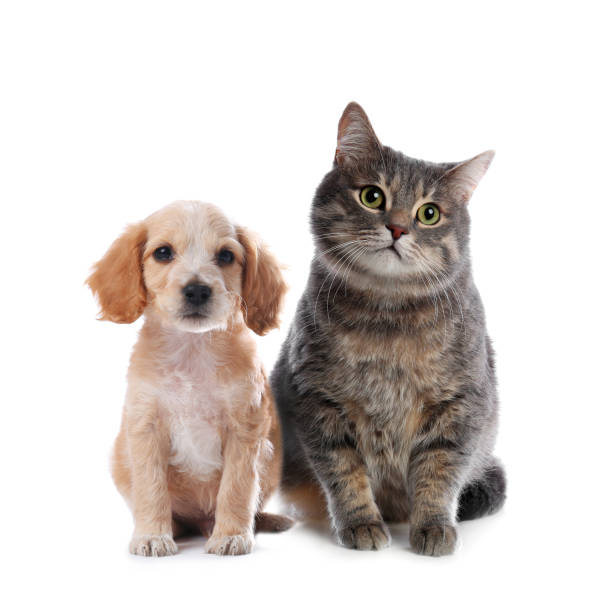 istock Cute cat and dog on white background. Fluffy friends 1340889505