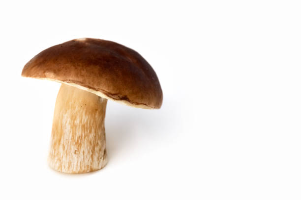 istock White mushroom on a white background. Edible mushrooms. Isolate. Soft focus. 1340889537