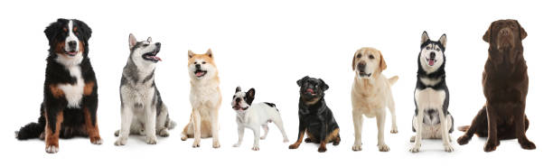 istock Collage with different dogs on white background. Banner design 1340890114