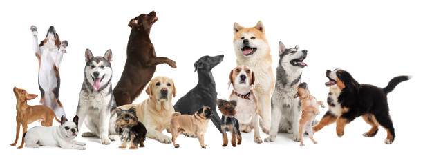 istock Collage with different dogs on white background. Banner design 1340890138