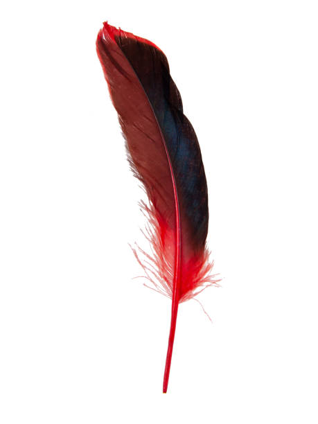 istock Red decorative feather isolated on the white background 1340890349